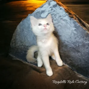 A white cat sitting on top of a rock.