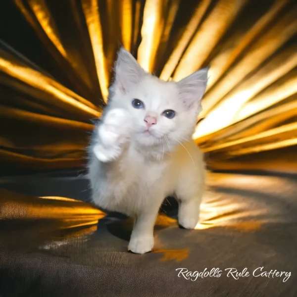 A white kitten standing on top of a bed.