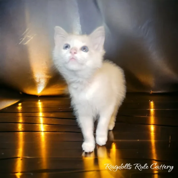 A white kitten standing on top of a wooden floor.