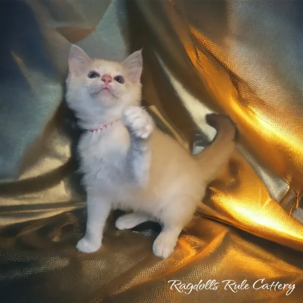 A white cat is standing on gold fabric