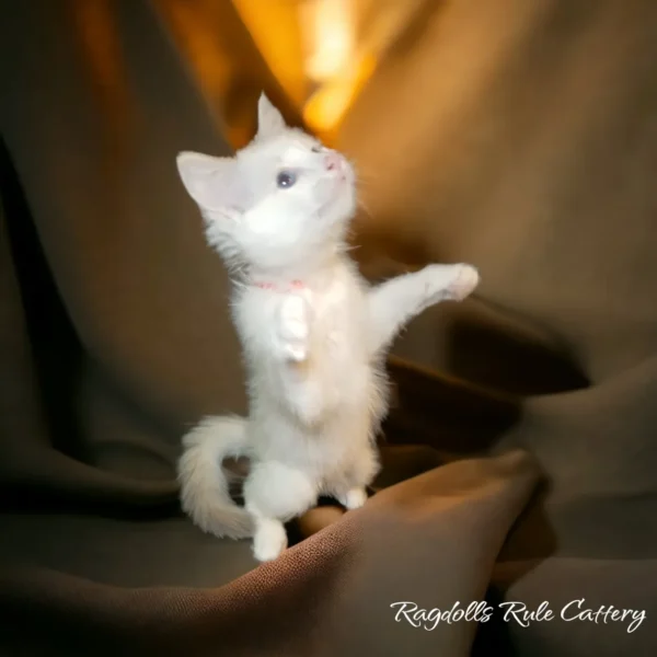 A white kitten standing on its hind legs.