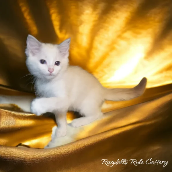 A white kitten is sitting on top of gold fabric.