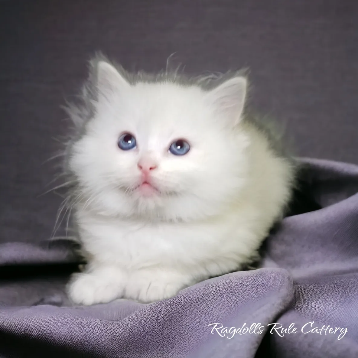 A white cat with blue eyes sitting on top of a purple blanket.