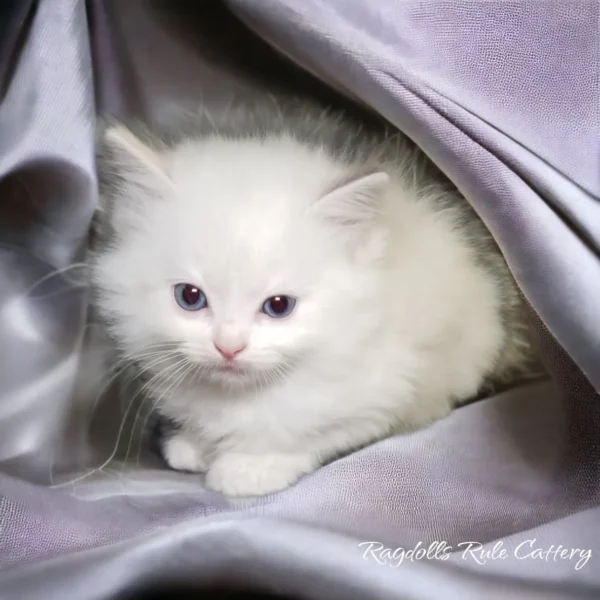 A white kitten sitting on top of a silver blanket.