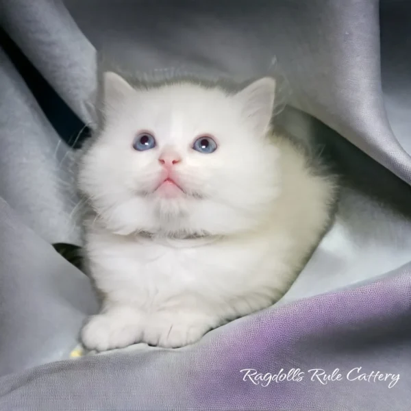 A white cat is sitting on top of a blanket.