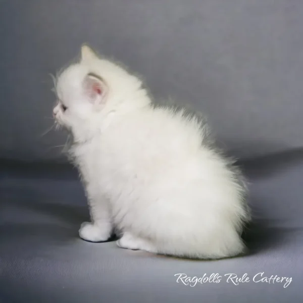 A white kitten sitting on top of a gray surface.