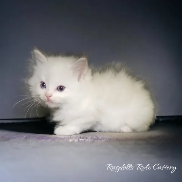 A white kitten sitting on the ground looking at something.