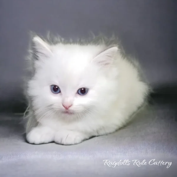 A white cat is laying on the ground