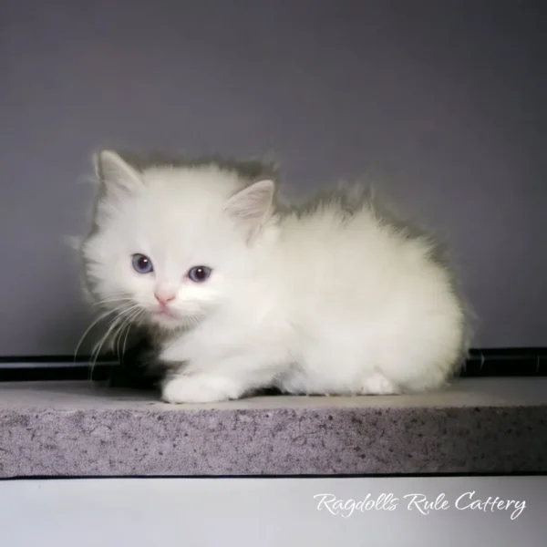 A white kitten sitting on top of a ledge.