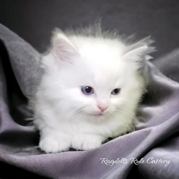 A white fluffy cat sitting on top of a blanket.