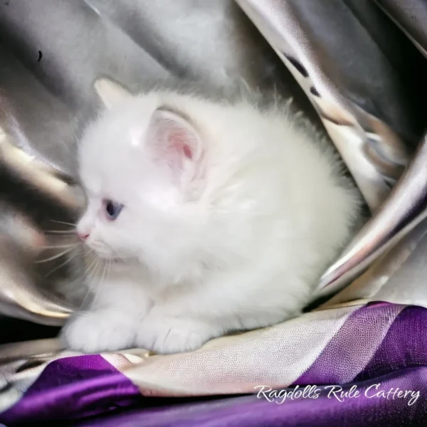 A white kitten sitting on top of a purple and silver blanket.