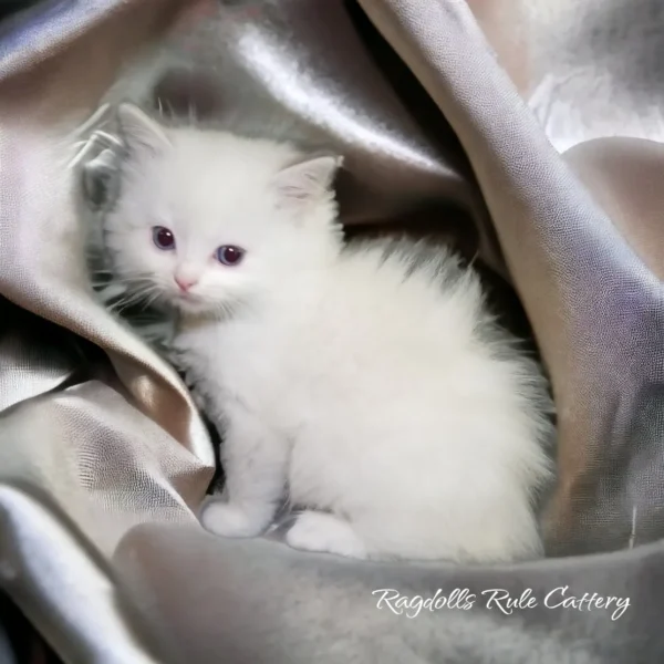 A white kitten sitting in the corner of a silver blanket.