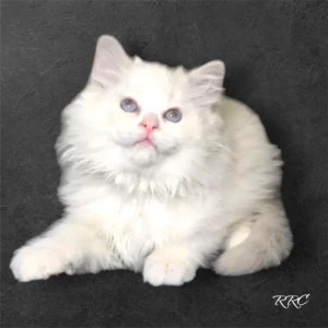 A white cat sitting on top of a black surface.