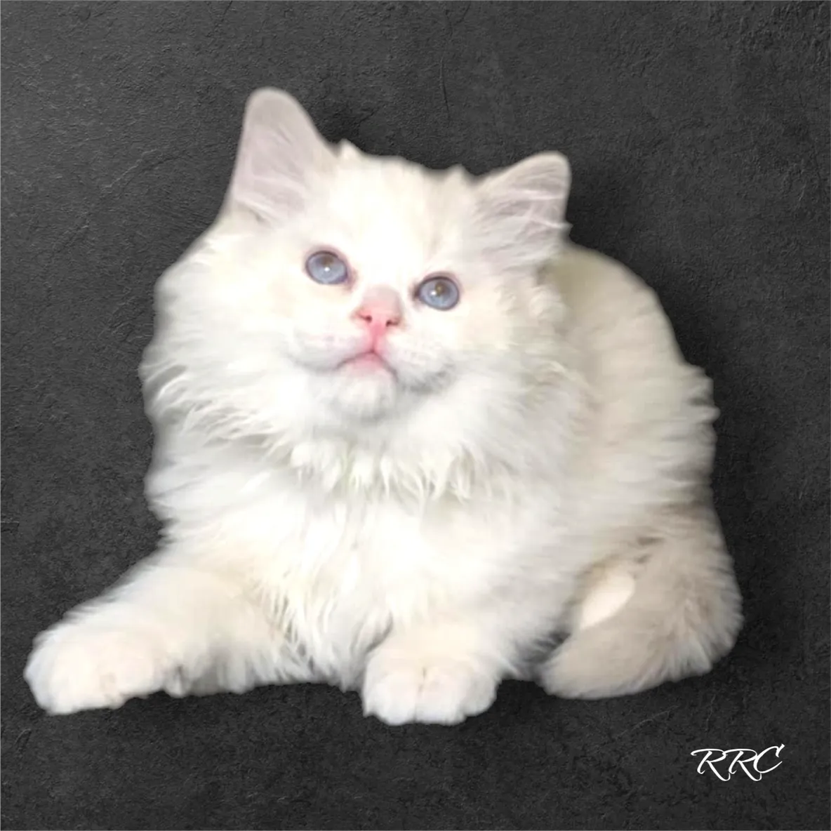 A white cat sitting on top of a black surface.