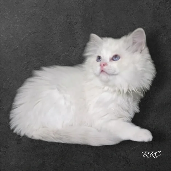 A white cat sitting on top of a black surface.