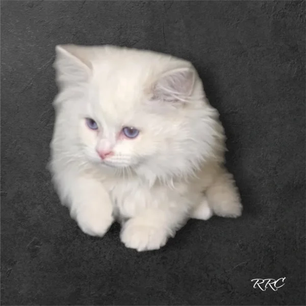 A white kitten sitting on top of the ground.