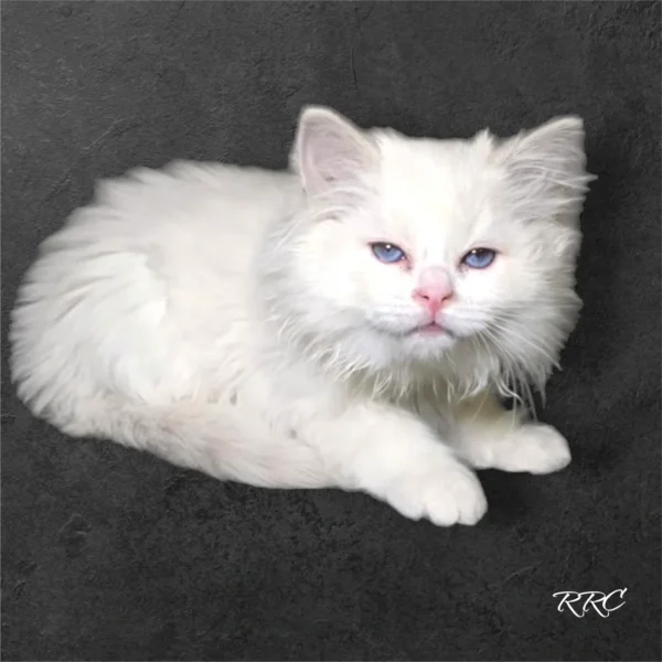 A white cat with blue eyes sitting on the ground.