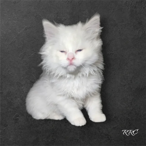 A white cat sitting on top of the ground.