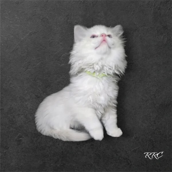 A white cat sitting on top of a black floor.