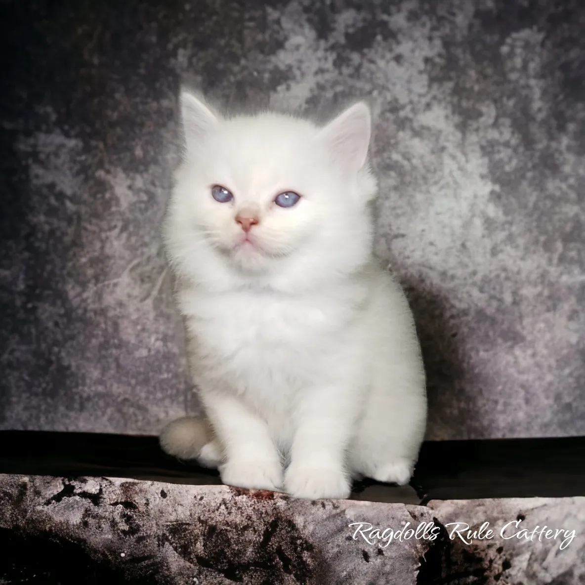 A white cat sitting on top of a table.