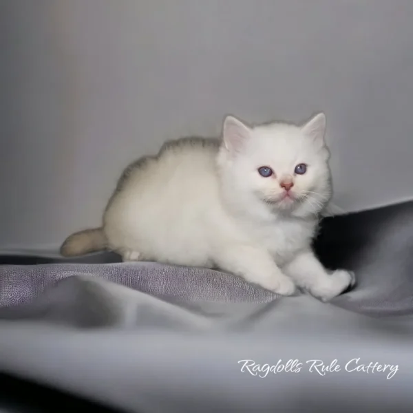 A white cat is sitting on the bed