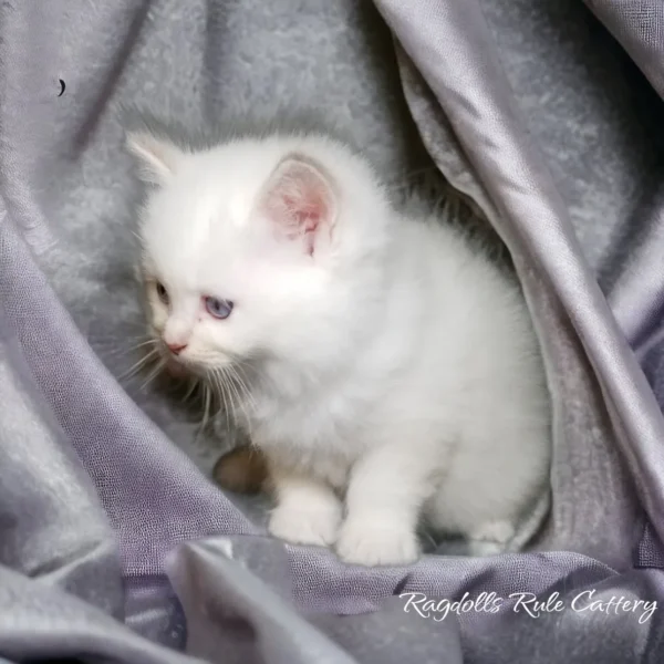 A white kitten sitting on top of a purple blanket.