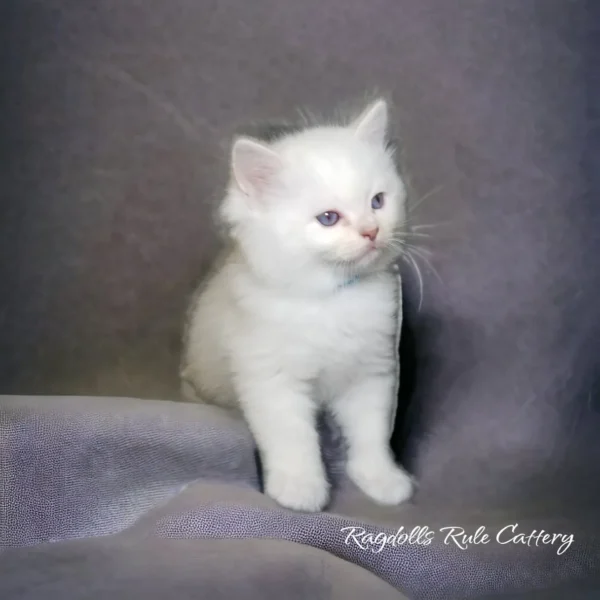 A white kitten sitting on top of a blanket.