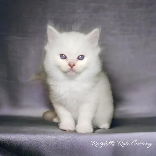 A white cat sitting on top of a blanket.