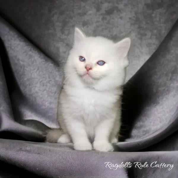 A white kitten sitting on top of a gray blanket.