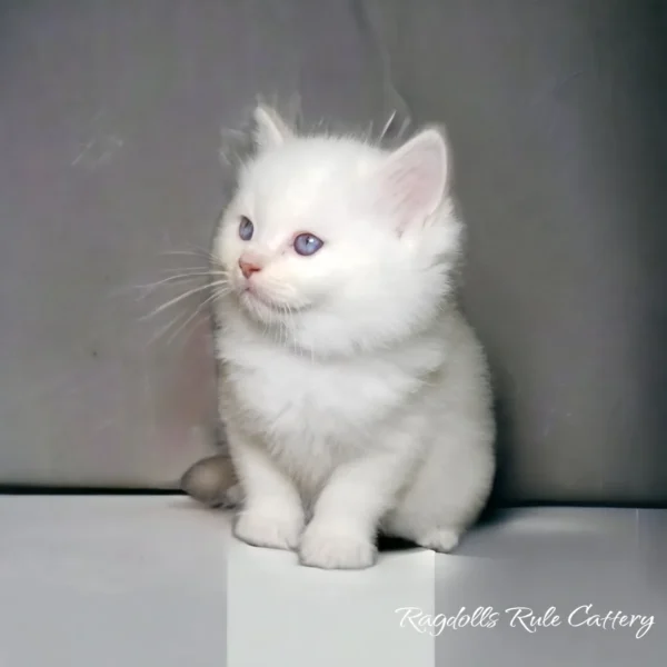 A white kitten sitting on the floor looking at something.