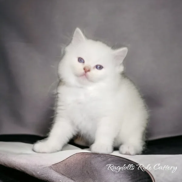 A white kitten sitting on top of a blanket.