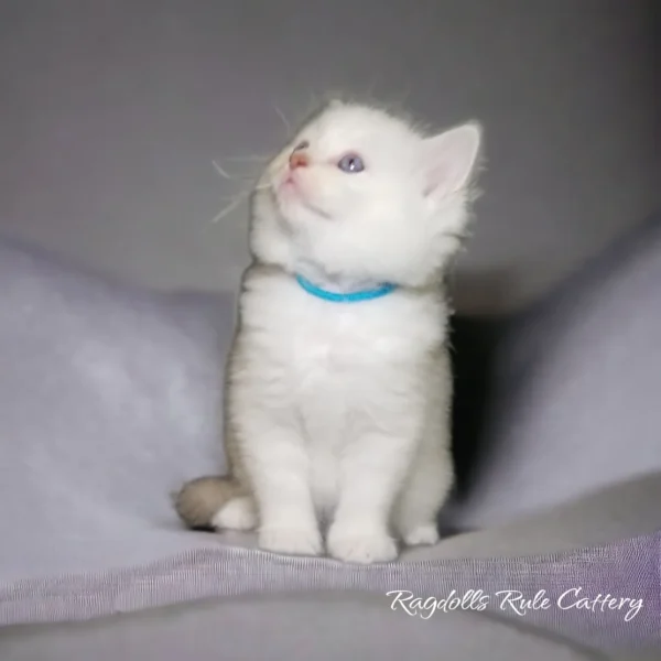 A white kitten sitting on top of a blanket.