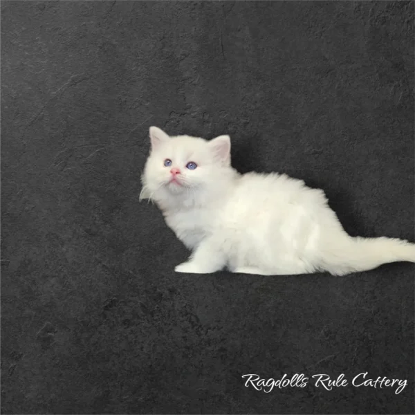 A white cat sitting on top of a black wall.