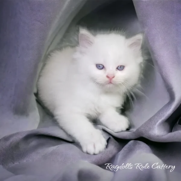 A white kitten is sitting on the bed.