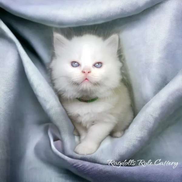 A white kitten is sitting in the corner of a blanket.