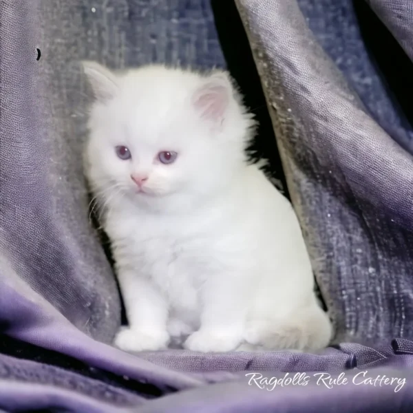 A white kitten sitting on top of purple fabric.