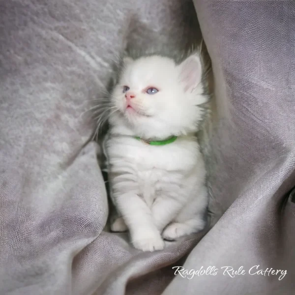 A white kitten with green collar sitting on top of a blanket.