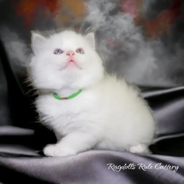 A white kitten sitting on top of a black blanket.