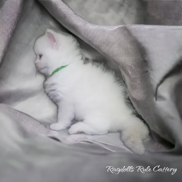 A white kitten is sitting on the blanket.