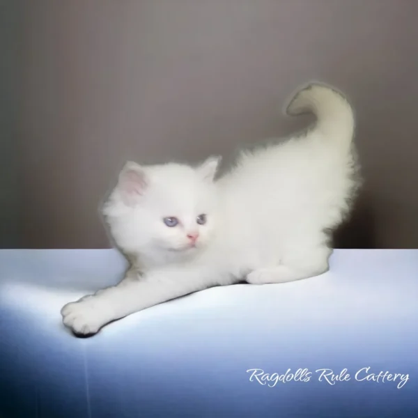 A white cat is sitting on the table