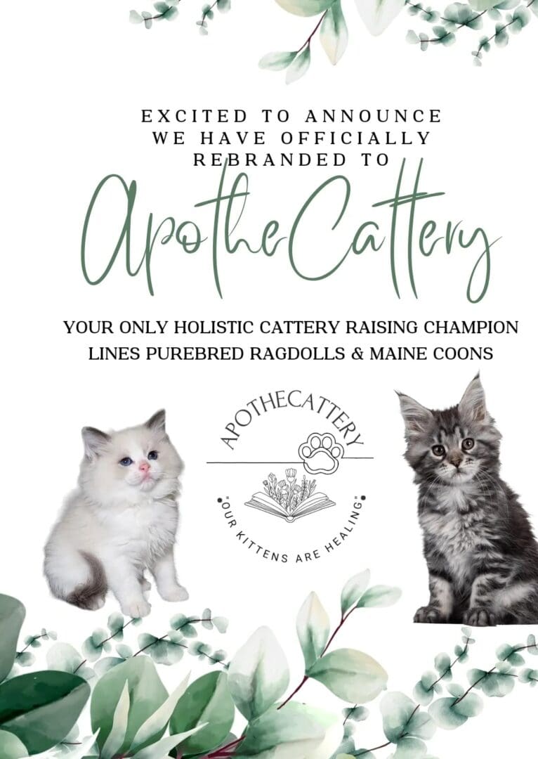 A poster with two cats and the words " excited to announce we have officially rebranded apothecattery ".