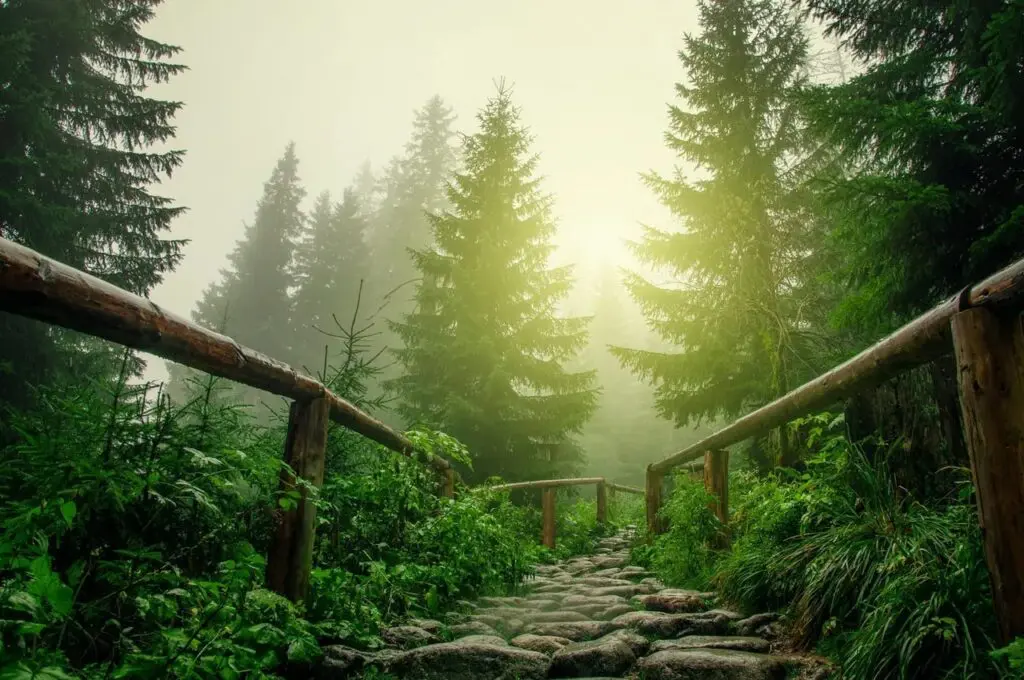 A path in the woods with trees and plants