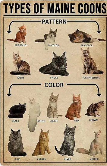 A poster of different cats with their names.