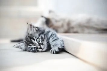 A cat laying on its back and looking at the camera.