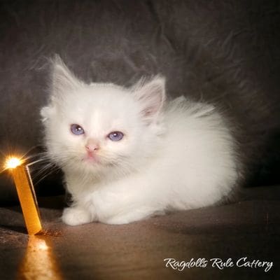 A white kitten sitting next to an open candle.