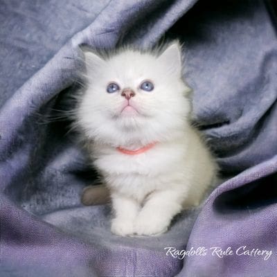 A white kitten sitting on top of a purple blanket.