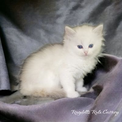 A white kitten sitting on top of a purple blanket.