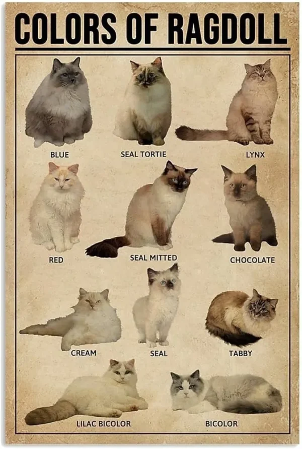 A poster of different cats with names written on them.