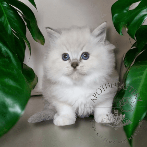 Pedigree Blue Lynx Ragdoll Kitten