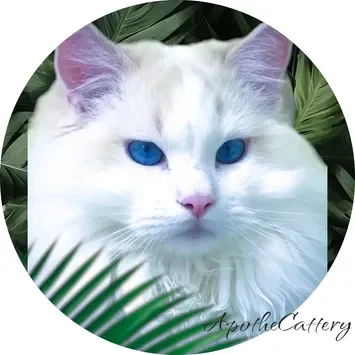 A white cat with blue eyes and pink ears.